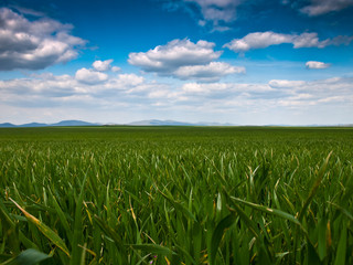 green field background
