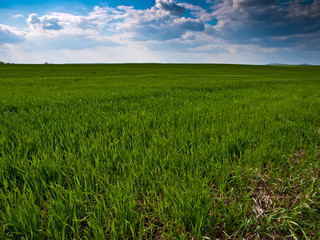 green field background
