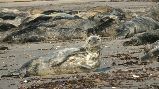 Mehrere Kegelrobben (Halichoerus Grypus) - Video
