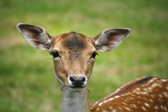 Biche et faon