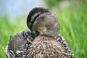 ente mit schnabel im gefieder