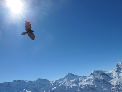 oiseau montagnes