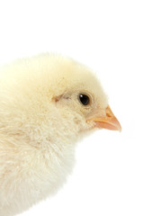 Baby chicken
