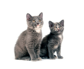 Two gray kittens on white