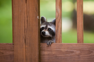 Cute raccoon © Tony Campbell