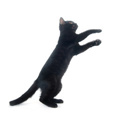 Black kitten playing © Tony Campbell