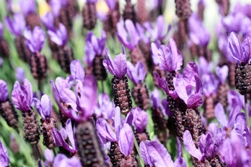 Lavendar Flowers