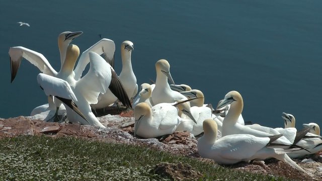 Mehrere Basst&ouml;lpel auf einem Felsen (Morus Bassanus) - Video