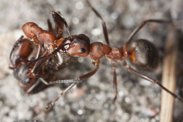 Wood ants (Formica rufa) carrying dead ant