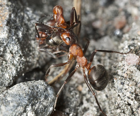 Southern wood ant (Formica rufa) carrying dead ant