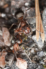 Wood ants (Formica rufa) pulling dead ant each side