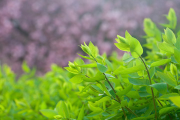 Fototapeta na wymiar young spring green foliage