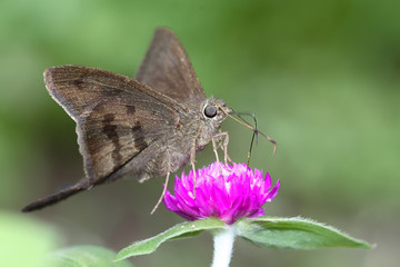Potrillo Skipper