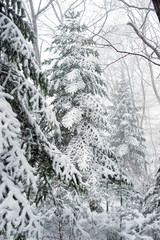 winter taiga forest under snowfall