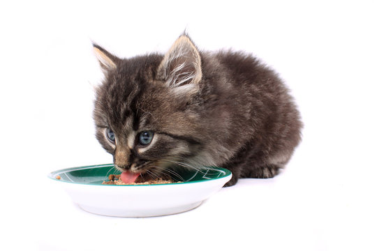 Kitten eating soft food