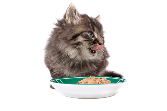 Kitten eating soft food