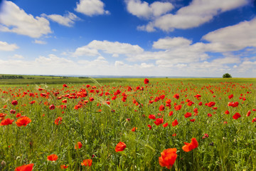 poppy flowers against the blue sky / summer meadow