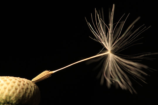 Fototapeta Detail of the Dandelion on the black Background