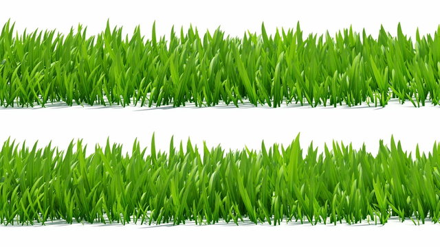 Growing green grass on white background, alpha included