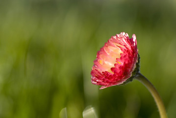 pink daisy © fotografaw
