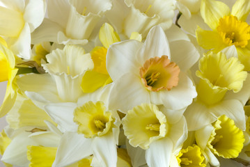 Obraz na płótnie Canvas white daffodils