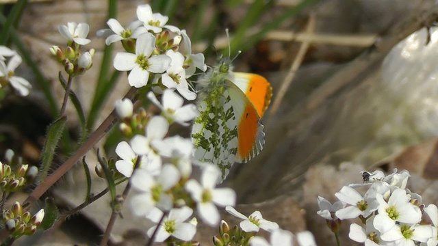 Aurorafalter - Anthocharis cardamines