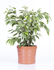 ficus golden king dans pot brique