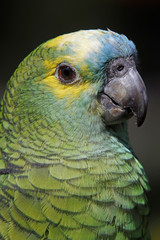 Blaustirnamazone