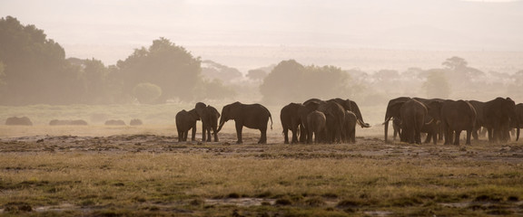 Fototapeta na wymiar Elephants, Amboseli National Park