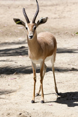 gazelle