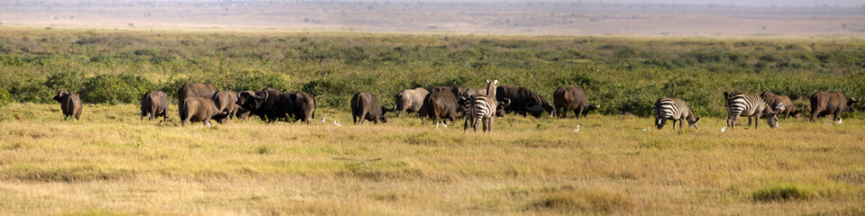 Fototapeta premium Buffaloes and zebra at Amboseli NP, Kenya
