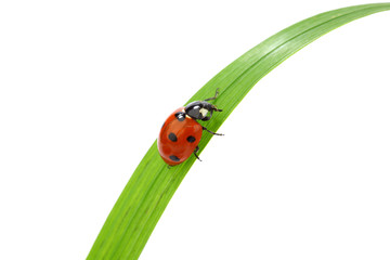 ladybug on grass