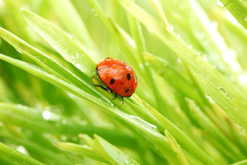 ladybug on grass