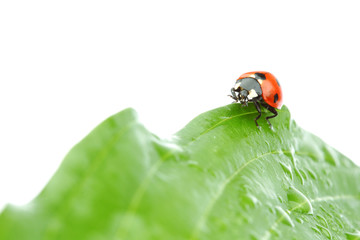 ladybug on leaf