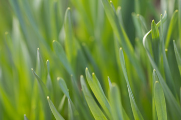 Fototapeta na wymiar Gras im Sonnenlicht