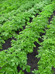 potato plantation