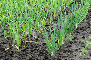 onion and garlic in the vegetable garden