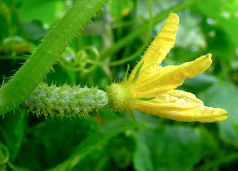 blooming cucumber