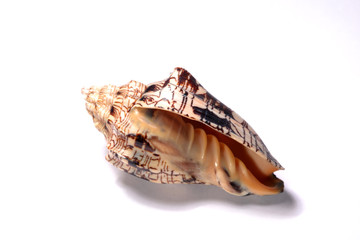 seashell isolated