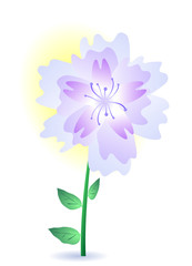 purple summer flower