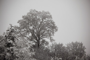 winter trees