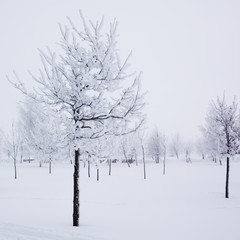 winter trees