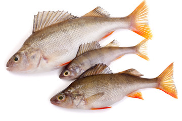 three redfish on a white background