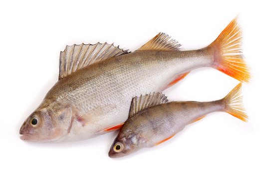 two perch on a white background
