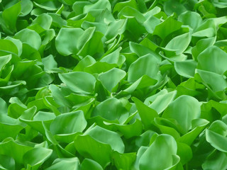 Indian Water Hyacinth