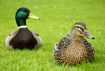 Couple of European ducks on a grass