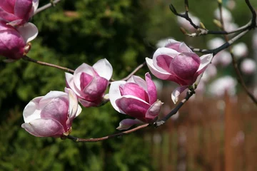 Fotobehang Magnolia magnolia 3