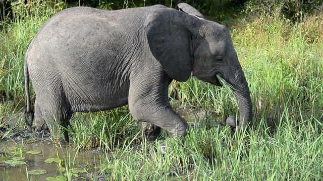 elefante
