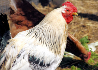 Roosters on the Farm