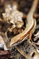 トカゲ -Lizard-